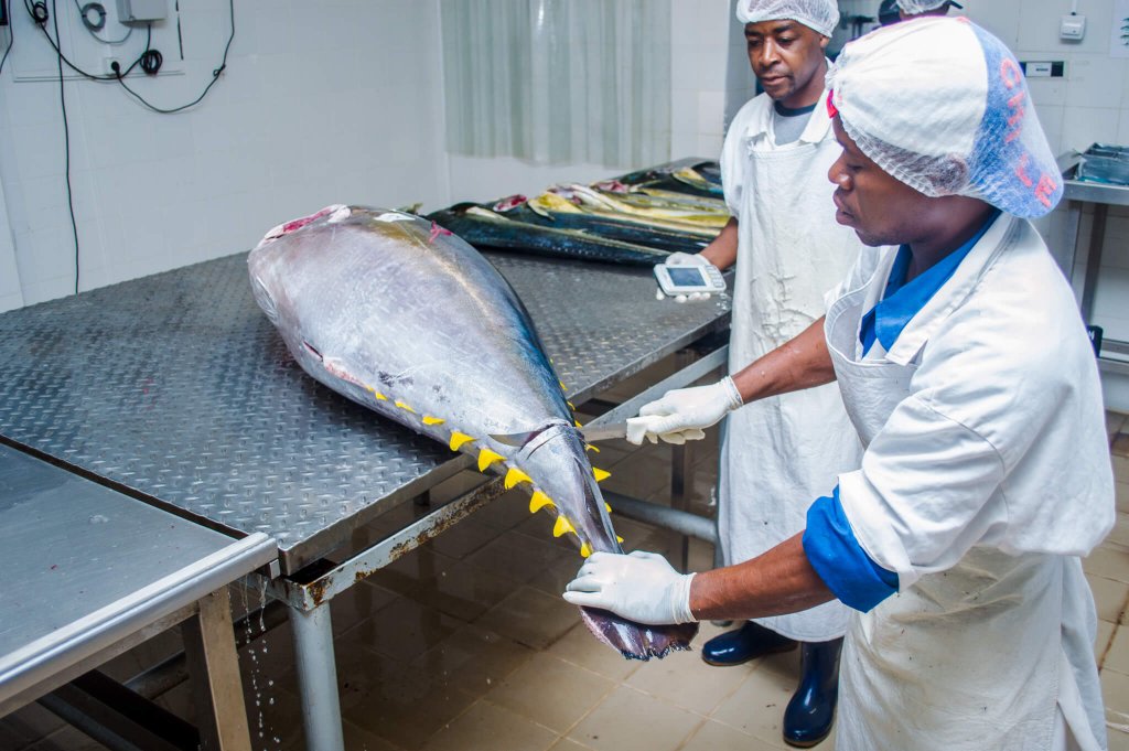 Read more about the article Porto Novo: Escola do Mar Cabo Verde prepara peixeiras para operarem no mercado de peixe